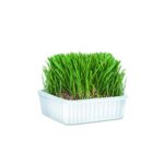 Miracle Care Cat-A’bout Cat Grass For Indoor Cats [Easy to Grow Cat Grass Kit] Cat Grass Growing Kit Includes Potting Mix, Seeds, and Container, Multi-Cat Size, 5.25 oz.